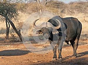 Typical African Buffalo