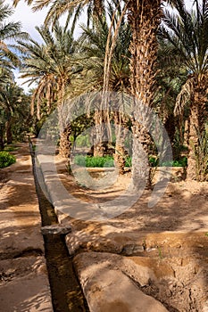 A typical African oasis in a Sahara desert, Morocco. Ecological, extensive agriculture