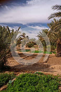 A typical African oasis in a Sahara desert, Morocco. Ecological, extensive agriculture