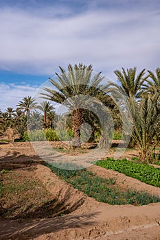 A typical African oasis in a Sahara desert, Morocco. Ecological, extensive agriculture