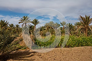 A typical African oasis in a Sahara desert, Morocco. Ecological, extensive agriculture