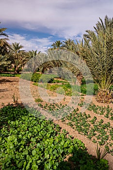 A typical African oasis in a Sahara desert, Morocco. Ecological, extensive agriculture