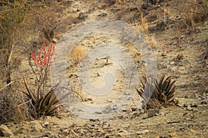 A typical African road in the countryside is dry land and sun-scorched savannah with surviving aloe plants with thorns