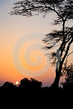 Typical african sunset with acacia trees in Sweetwater, Kenya