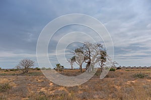Typical African tree known as Imbondeiro. African plain. Angola.