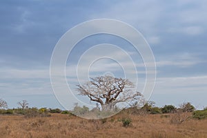 Typical African tree known as Imbondeiro. African plain. Angola.