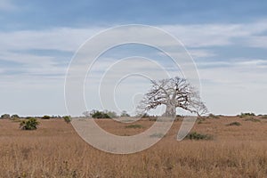 Typical African tree known as Imbondeiro. African plain. Angola.