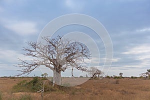 Typical African tree known as Imbondeiro. African plain. Angola.