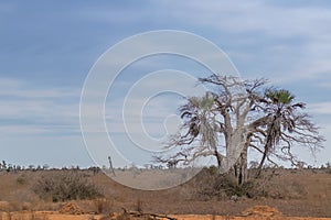 Typical African tree known as Imbondeiro. African plain. Angola.