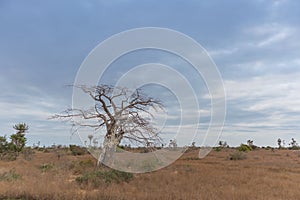 Typical African tree known as Imbondeiro. African plain. Angola.
