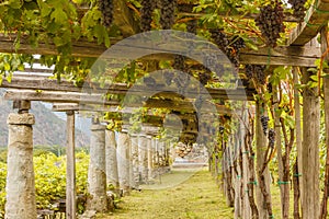 The typical agricultural architecture of the vineyards of Carema,Piedmont,Italy