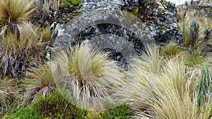 Grass pÃÂ¡ramo plants in Cajas, Ecuador photo