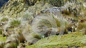 Grass pÃÂ¡ramo - Calamagrostis intermedia plant, Ecuador photo