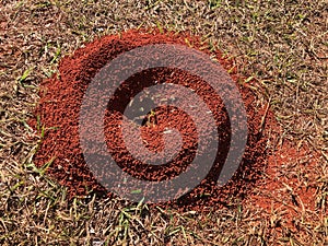 Typical anthill of the grass fields of the Brazilian rainforest and cerrado biome