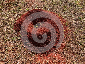 Typical anthill of the grass fields of the Brazilian rainforest and cerrado biome