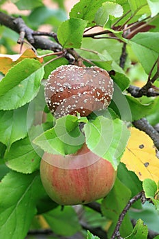 Typical apple tree Monilinia fructigena