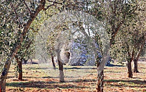 Typical Apulian shed in olive orchard, Italy