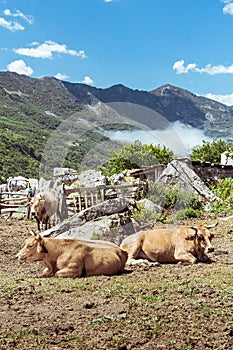 Typical Asturian cows lying down resting in the braÃ±a of the mountain pass of San Isidro in Asturias Spain.The photo is taken on