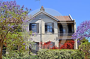 Typical Australian big family house with flowering jacaranda tree at the foreground