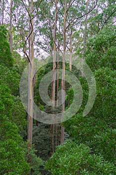Typical Australian rainforest