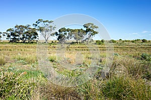 Typical Australian rural landscape with the view of vast fields/vacant land and Eucalyptus trees. Manor Lakes, VIC Australia.