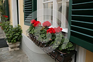 A typical austrian window with green louvered shuters and square paned windows with flowers in hanging flower pots