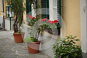 A typical austrian window with green louvered shuters and square paned windows with flowers in hanging flower pots