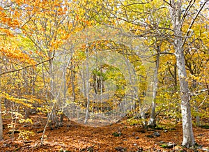 typical autumn landscape of a forest with yellow and brown leaves in branches and on the floor. The sunbeam rays come through the photo