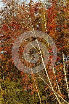 Typical autumn landscape in Trebonsko region in Southern Bohemia, Czech Republic