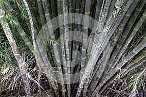 typical Balinese bamboo tree trunk