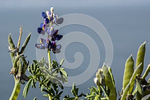 Typical Bolivian flowers the Titicaca lake, the largest highaltitude lake in the world 3808 mt photo