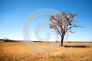 Brazilian Savannah or Cerrado Tree photo