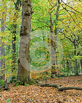 Typical British birch woodland