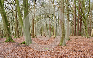 Typical British deciduous woodland