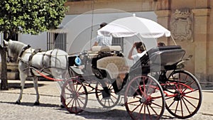 Typical carriage horses-Ronda-Spain