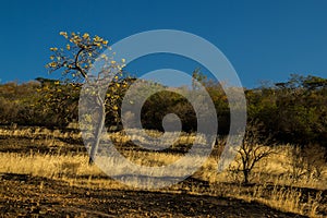 A typical Cerrado landscape, where twisted trees are one of the few survivors during periods of drought.