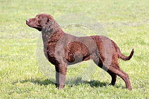 Typical Chesapeake Bay Retriever in the garden