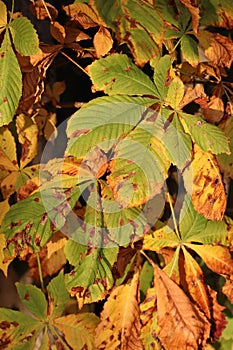 typical Chestnut leaf