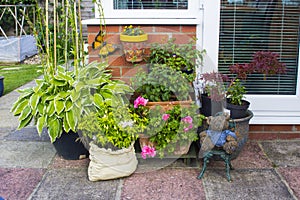 A typical container garden display of herbaceous plants