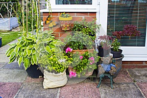 A typical container garden display in a typical English garden in mid June