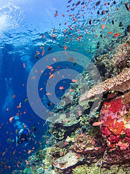 Typical coral reef in Komodo National Park