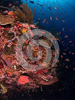 Typical coral reef in Komodo National Park