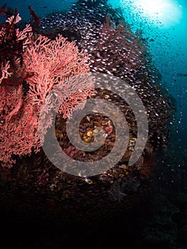 Typical coral reef in Komodo National Park