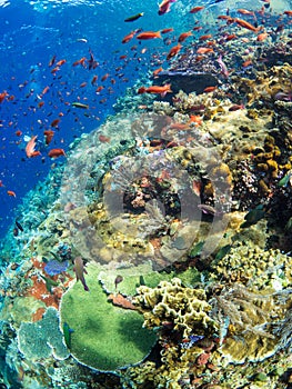 Typical coral reef in Komodo National Park