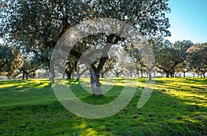 Typical Cork Oaks Grove and Pasture Landscape in Alentejo Portugal