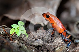 Typical Costa Rica Blue Jeans dart frog