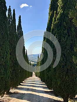 Typical country road in Tuscany lined with cypress trees