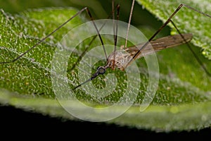 Typical Crane Fly photo