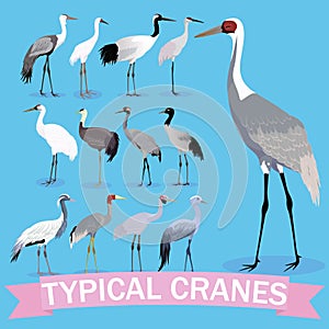 Typical cranes set cartoon. Vector cartoon birds.