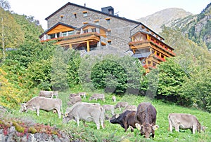 Typical dark brick Andorra house with grazing cows